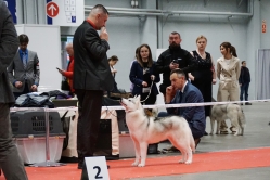 Wystawa Sindi Międzynarodowa Kielce 30.11-1.12.2024